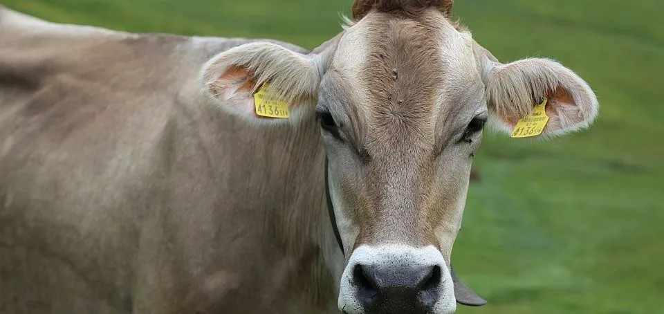 Ein Braunvieh-Kalb mit Ohrmarken auf der Weide